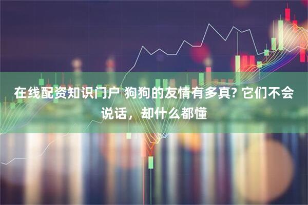 在线配资知识门户 狗狗的友情有多真? 它们不会说话，却什么都懂
